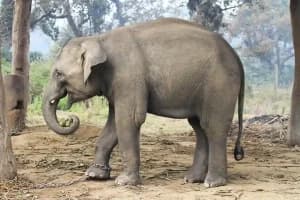 Jharkhand News: झारखंड में आदिवासियों की पूर्वजों की कहानियों से बढ़ रहा वन संरक्षण का संकल्प