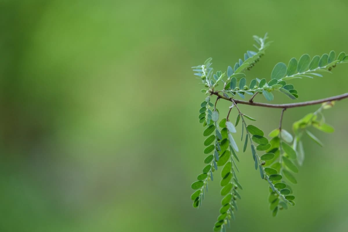 Unlucky Plants for Home: घर की शांति और समृद्धि बिगाड़ते हैं ये पौधे, वास्तु में वर्जित