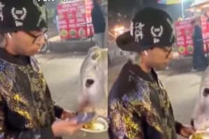 Cow Chicken Momos Case: गाय को चिकन मोमोज खिलाने पर बवाल
