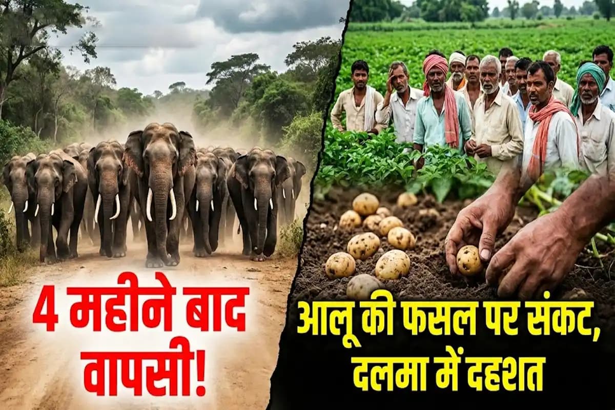 चार महीने बाद हाथियों के झुंड ने पकड़ा दलमा का रास्ता, आलू रोपण के मौसम में नुकसान की आशंका से दहशत में लोग