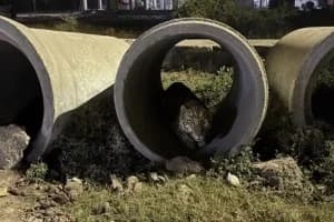Leopard Spotted in Nagpur: नागपुर में तीसरी बार दिखा तेंदुआ, शहर में फैली दहशत