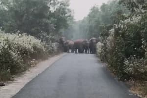 Odisha Khordha Elephant Attack: खोरधा में हाथी के हमले से युवक की मौत, परिवार को मिले 10 लाख रुपये