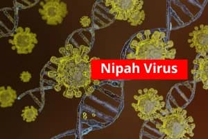 Two suspected Nipah cases detected in Bengal's Kalyani: पश्चिम बंगाल के कल्याणी में मिले निपाह के दो संदिग्ध मामले, केंद्र ने की कार्रवाई