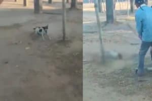 खंभे से बांधकर बेजुबान कुत्ते की बेरहमी से पिटाई