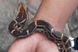 Nagpur Python Rescue: नागपुर में अजगर सांप को बचाया, शुभम जी.आर की बहादुरी की कहानी