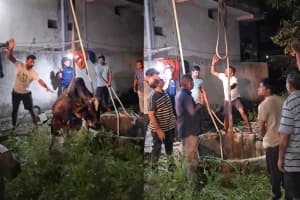 Cow rescued from well Saoner Nagpur: 60 फुट गहरे कुएं में गिरी गाय को तीन घंटे की मशक्कत के बाद निकाला सुरक्षित
