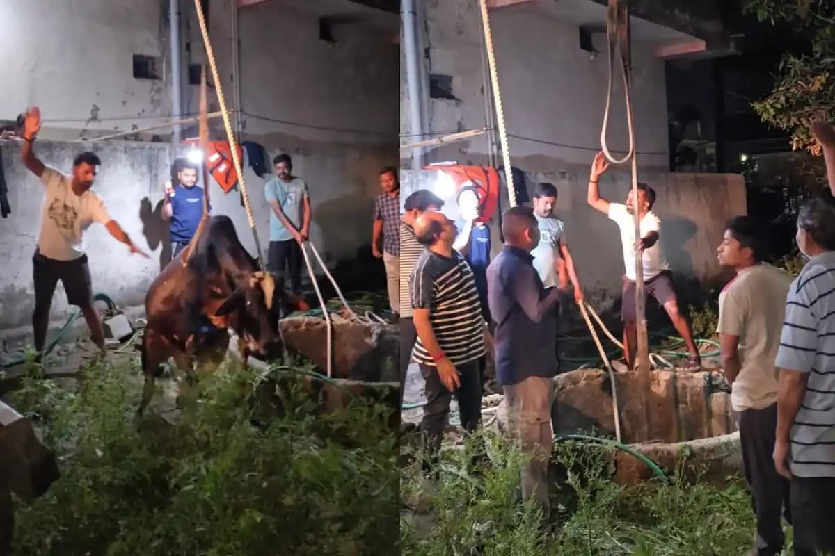 Saoner News: 60 फुट गहरे कुएं में गिरी गाय को तीन घंटे की मशक्कत के बाद निकाला सुरक्षित | Video