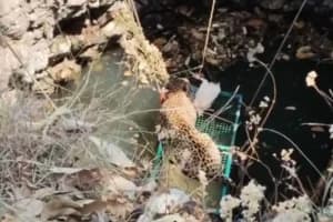Maharashtra wildlife department leopard well rescue: नेर में कुएं में गिरे तेंदुए को वन विभाग ने बचाया