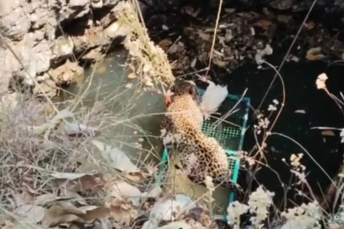 Maharashtra wildlife department leopard rescue: नेर में कुएं में गिरे तेंदुए को वन विभाग ने 2 घंटे की मशक्कत के बाद बचाया
