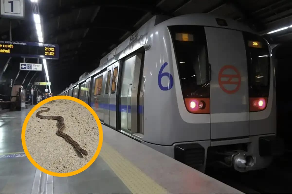 Nagpur News: ऑटोमोटिव मेट्रो स्टेशन के पास सड़क किनारे निकला सांप, चौकीदार ने हिम्मत दिखाकर किया सुरक्षित रेस्क्यू