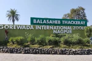 Gorewada Zoo compound wall height increase Nagpur leopard attack: विधानसभा में वन मंत्री गणेश नाईक ने गोरेवाड़ा चिड़ियाघर की दीवार ऊँची करने और दाभा में तेंदुए की घुसपैठ रोकने के निर्देश दिए।
