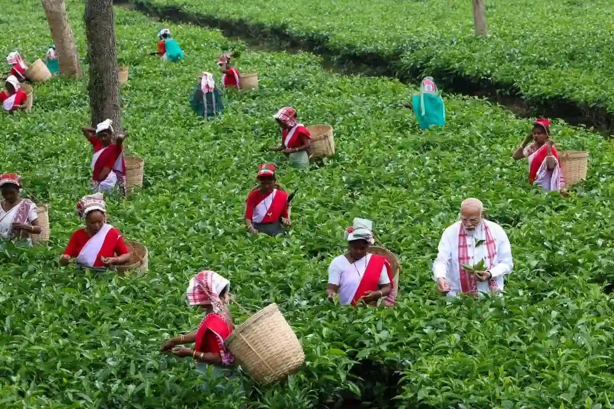 असम के चाय बागान पहुंचे पीएम मोदी, महिलाओं संग तोड़ी चाय की पत्तियां, देखिए PHOTOS