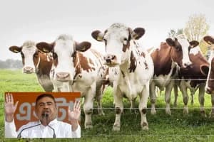 पहली कैबिनेट में शुभेंदु अधिकारी का बड़ा फैसला, गौ-तस्करी पर सख्त हुई बंगाल सरकार