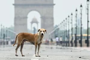 सुप्रीम कोर्ट का बड़ा फैसला! सार्वजनिक जगहों से हटेंगे आवारा कुत्ते, डॉग लवर्स की सभी याचिकाएं खारिज