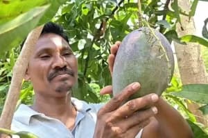 ओडिशा के किसान ने उगाया दुनिया का सबसे महंगा आम!