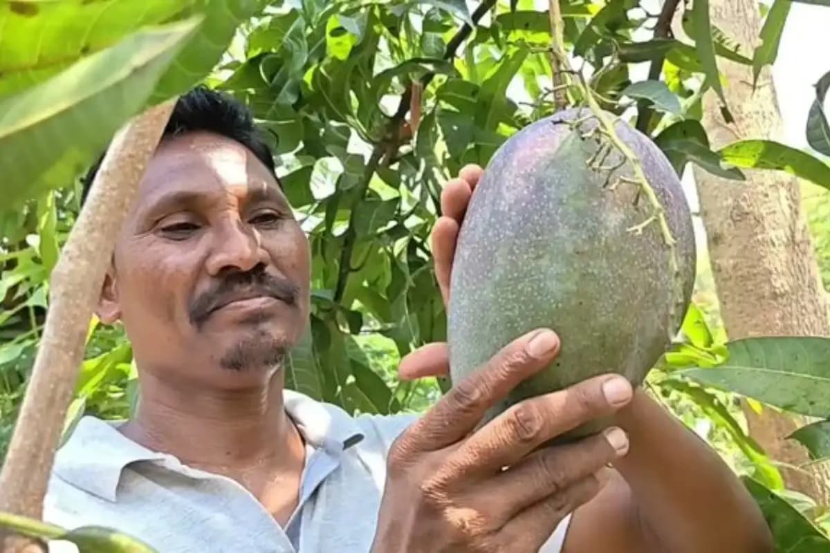 ओडिशा के किसान ने उगाया दुनिया का सबसे महंगा आम! कीमत सुनकर रह जाएंगे हैरान