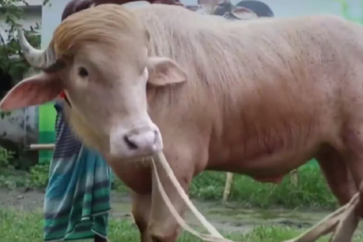 Donald Trump Buffalo: ट्रंप जैसी हेयरस्टाइल वाला ‘गुलाबी भैंसा’ बना इंटरनेट सेंसेशन, बकरीद पर होगी कुर्बानी