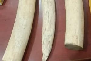 Nagpur DRI ivory seized Mysuru: मैसूरु में डीआरआई की बड़ी कार्रवाई, 4 किलो से ज्यादा हाथी दांत जब्त, तीन आरोपी गिरफ्तार