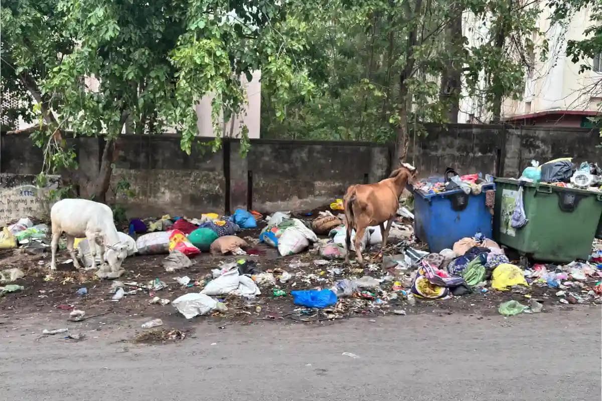नागपुर: शहर भर में जगह-जगह कचरे के ढेर, कई दिनों से नहीं उठ रहा कचरा; कांग्रेस नगरसेवक अभिजीत झा ने उठाई आवाज