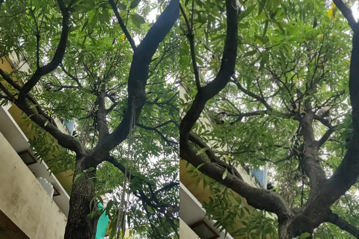 नागपुर के गोधनी रोड पर 12 से 15 लंगूरों के झुंड से लोग परेशान, वन विभाग से कार्रवाई की मांग