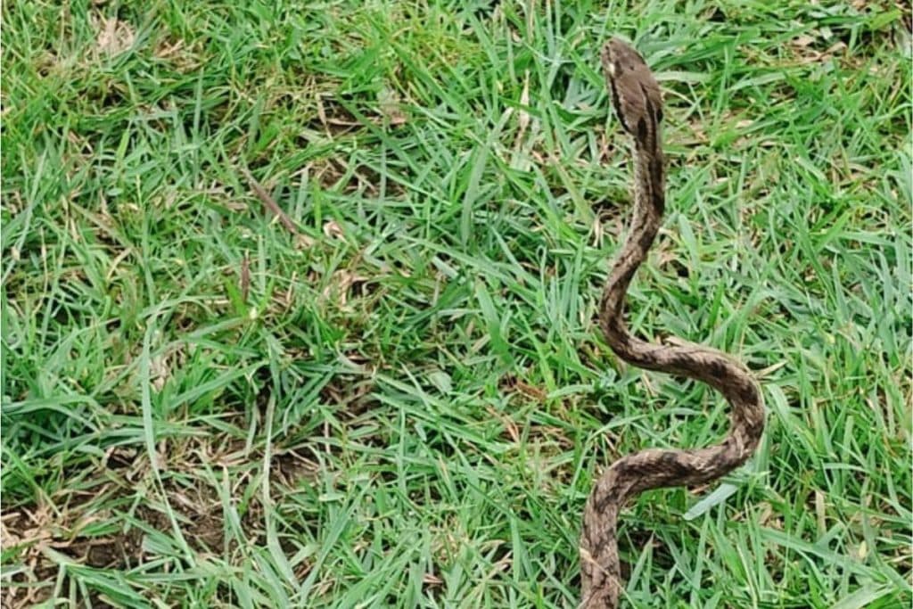 Forsten’s Cat Snake Nagpur: नागपुर के हुडकेश्वर में अत्यंत दुर्लभ फॉर्स्टेन कैट स्नेक देखा गया। सर्पमित्रों ने सुरक्षित रेस्क्यू कर जंगल में छोड़ा।