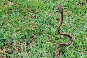 Forsten’s Cat Snake Nagpur: नागपुर के हुडकेश्वर में अत्यंत दुर्लभ फॉर्स्टेन कैट स्नेक देखा गया। सर्पमित्रों ने सुरक्षित रेस्क्यू कर जंगल में छोड़ा।