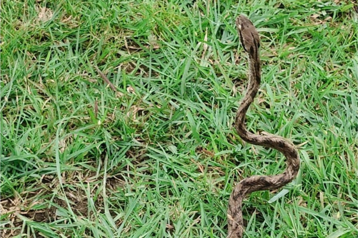 Forsten’s Cat Snake Nagpur: नागपुर में फिर दिखा दुर्लभ ‘फॉर्स्टेन कैट स्नेक