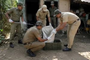 Kanksa Python Snake Rescue: कांकसा में घर के अंदर मिला 6 से 7 फुट लंबा अजगर, वनकर्मियों ने सुरक्षित बचाया