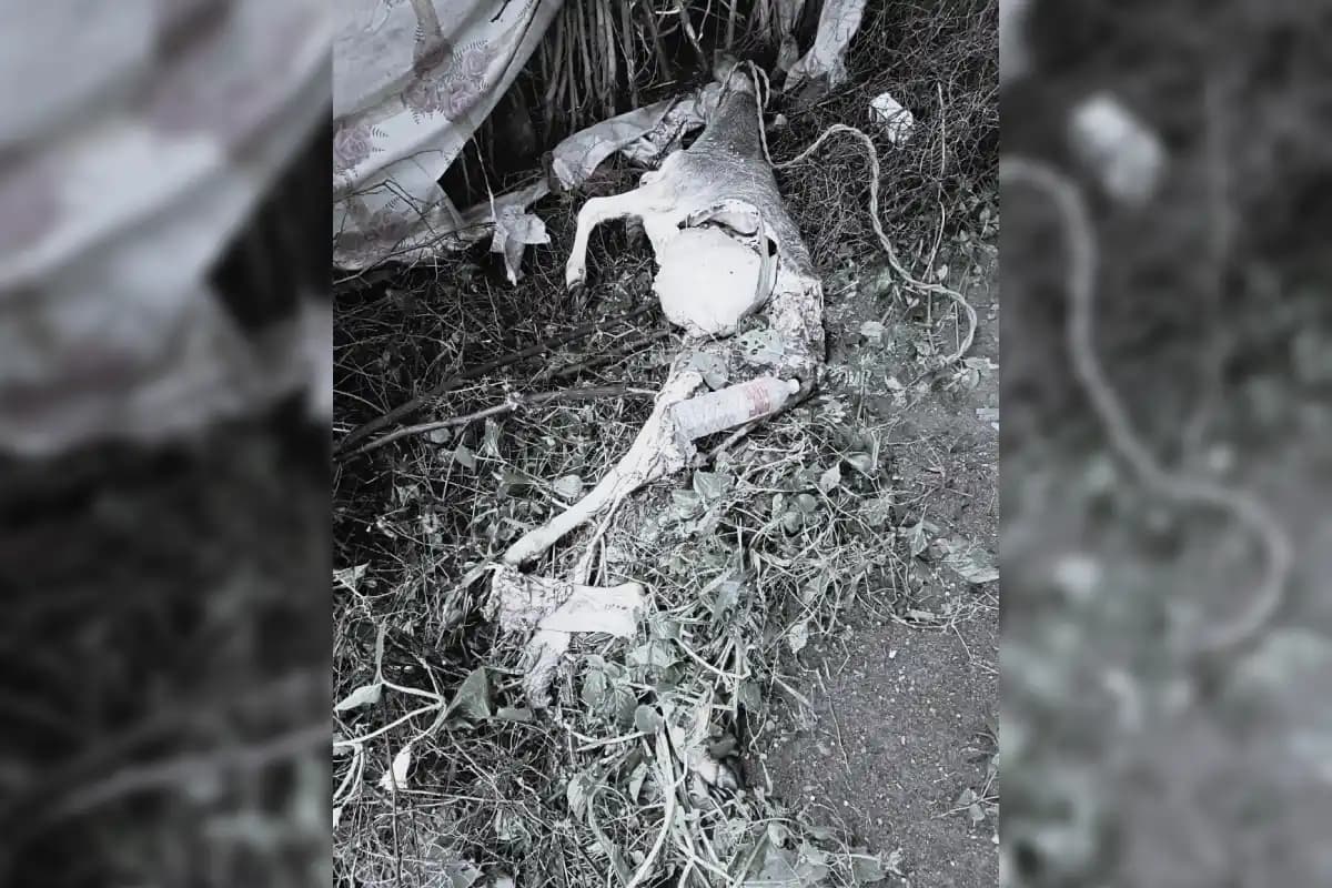 Nagpur News: कामठी के बिना संगम क्षेत्र में तेंदुए की दहशत, खेत में बछड़े का किया शिकार