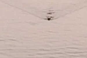 Sundarban Crocodile: सुंदरबन के कैनिंग में मछुआरे के जाल में फंसा मगरमच्छ और रायदिघी जेटीघाट पर दिखा खूंखार जीव। लगातार हो रही इन घटनाओं से स्थानीय लोगों में मची दहशत।