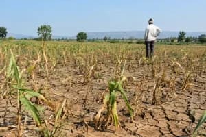Nagpur 14 Tehsil Drought Declared: नागपुर जिले की 14 तहसीलों में सूखा घोषित राहत उपायों और रियायतों का रास्ता साफ