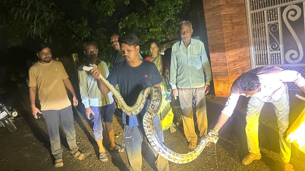 Wanadongri में अजगर का आतंक: सर्पमित्रों की बहादुरी ने ग्रामीणों की जान बचाई