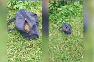 Breaking: Baby's Dead Body found in Nagpur