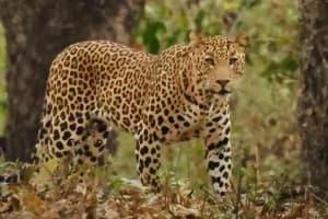 Maharashtra News: पारडी स्टेशन इलाके में फिर नजर आया तेंदुआ, वन विभाग अलर्ट