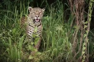 Nagpur Leopard: शिवनगर में घर में घुसा तेंदुआ, एक घायल, इलाके में दहशत