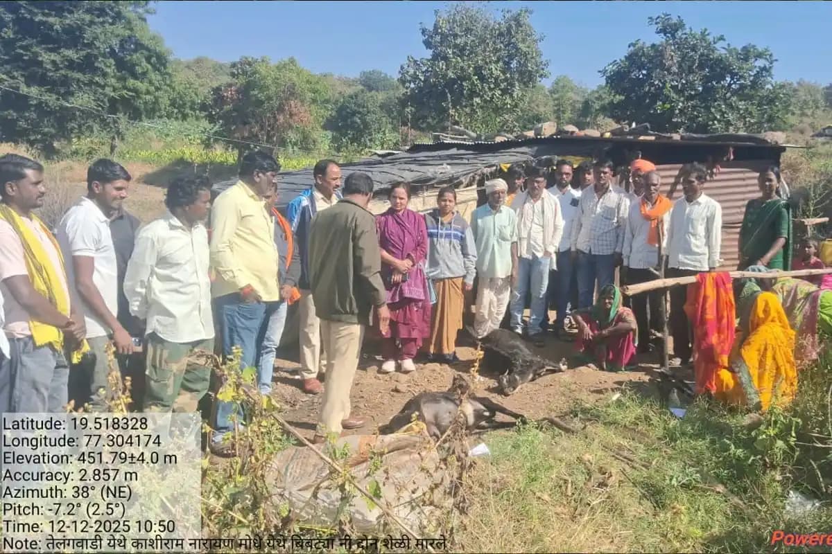 तेंदुए के हमले में दो बकरियों की मौत, कलमनूरी तहसील में फैली दहशत