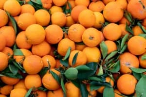 Vidarbha Orange Farmers: गडकरी की अगुवाई में नागपुर में हुई महत्वपूर्ण बैठक, किसानों के लिए बड़े फैसले