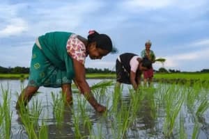 Agriculture Loan Stamp Duty Waiver: महाराष्ट्र सरकार का किसानों के लिए बड़ा फैसला, 2 लाख तक के कृषि ऋण पर शुल्क माफी