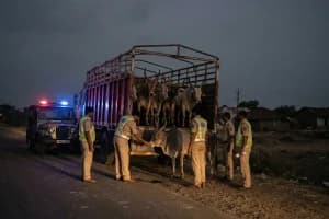 Nagpur Cattle Smuggling: नागपुर से तेलंगाणा ले जाए जा रहे 45 बैल वडकी पुलिस ने बचाए