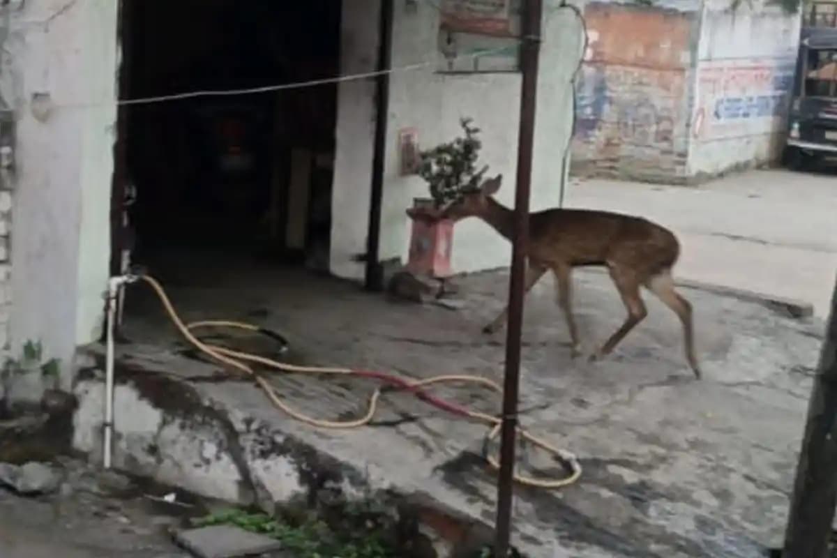 चंद्रमणी नगर में आवासीय इलाके में घुसा हिरण, वन विभाग और पुलिस ने संभाली स्थिति