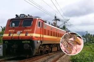 Snake in train bathroom Nagpur railway: नागपुर आ रही एक्सप्रेस ट्रेन के बाथरूम में मिला सांप, रेलवे ने की तुरंत कार्रवाई