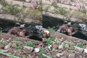 Kolkata Crime, Mohanbagan Club Dead Body Mystery: मोहनबागान क्लब के पीछे नाले से मिली अज्ञात व्यक्ति की लाश, पुलिस जांच जारी