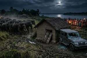 Elephant Attack Jhargram Sankrail West Bengal: झाड़ग्राम के सांकरेल क्षेत्र में सात दिन से हाथियों का आतंक, गांवों में डर और भारी फसल नुकसान