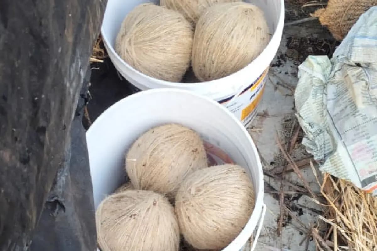 West Bengal News: चुनाव से पहले मिनाखां में बड़ी बरामदगी, नजीबुर मोल्ला के घर से 22 जिंदा बम बरामद, आरोपी फरार