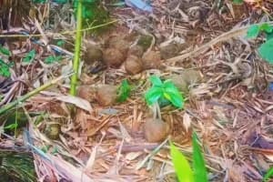Garbeta Balrampur bomb recovery Paschim Medinipur: गड़बेता के बलरामपुर में भारी मात्रा में ताजा बम मिलने से इलाके में बढ़ी चिंता