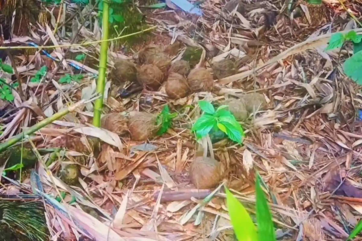 Paschim Medinipur News: गड़बेता के बलरामपुर में भारी मात्रा में ताजा बम मिलने से फैली दहशत