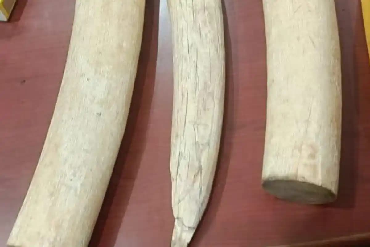 मैसूरु में डीआरआई की बड़ी कार्रवाई, 4 किलो से ज्यादा हाथी दांत जब्त, तीन आरोपी गिरफ्तार