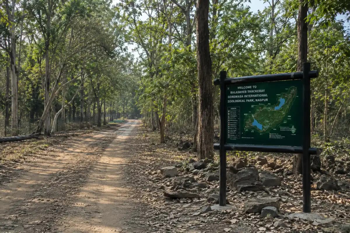 Nagpur News: गोरेवाड़ा तेंदुआ सफारी में दो नर तेंदुओं की लड़ाई, एक की मौत, दूसरा गंभीर घायल