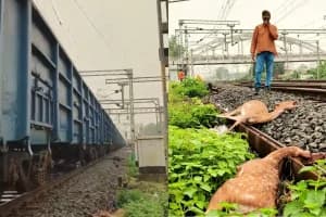 Nagpur Kanhan Train Hit Six Deer Death: कन्हान में ट्रेन की चपेट में आने से छह हिरणों की मौत, वन विभाग ने शुरू की जांच