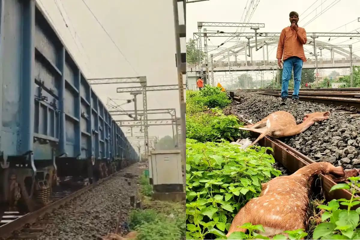 Nagpur News: कन्हान में ट्रेन की चपेट में आने से छह हिरणों की मौत, वन विभाग ने शुरू की जांच
